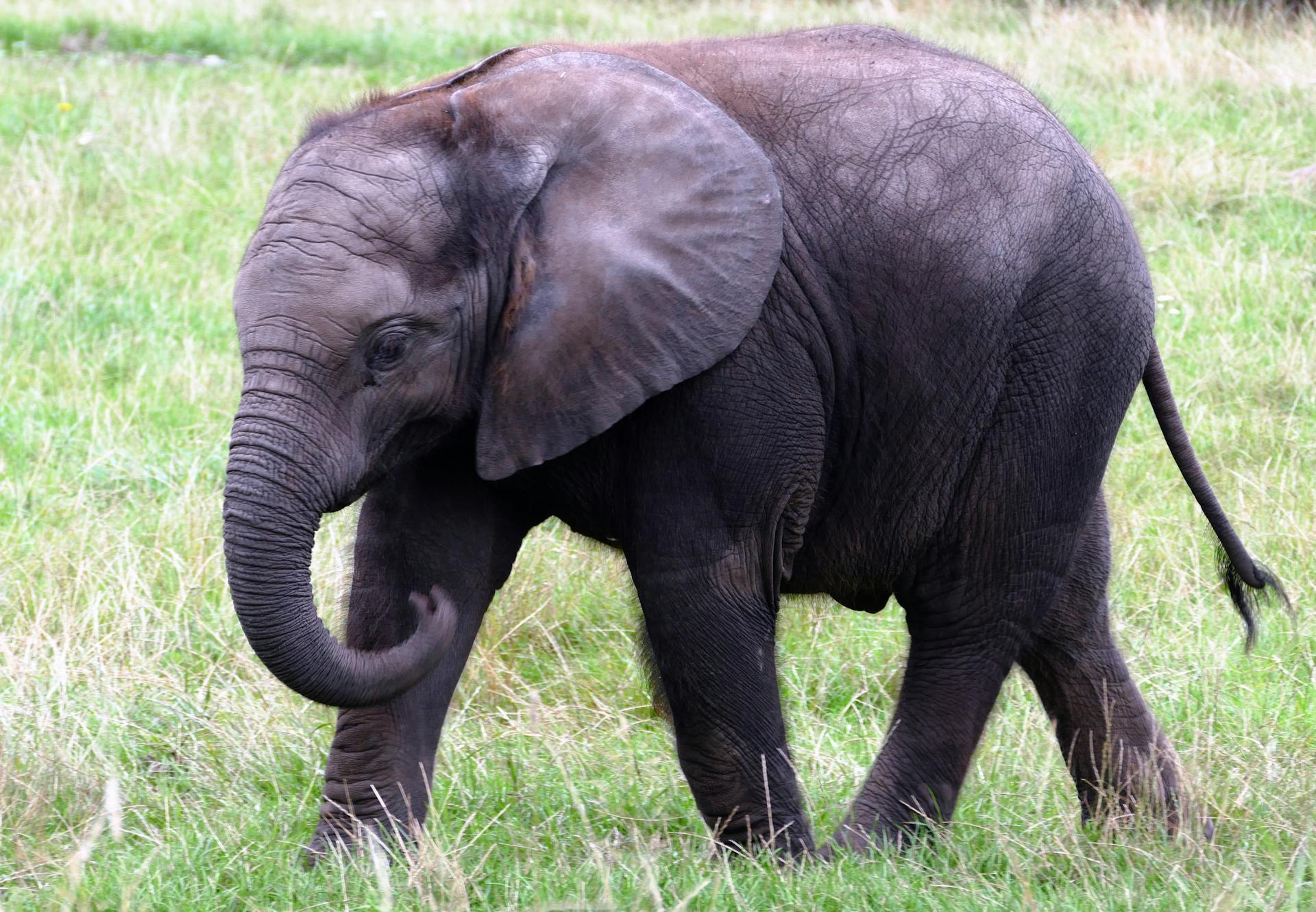 fun facts about elephants