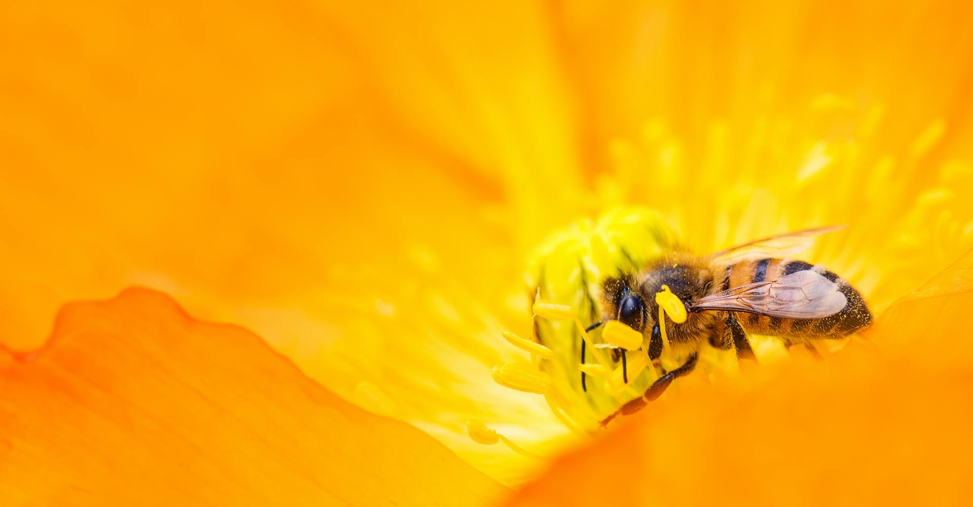 Fun Facts About Honeybees