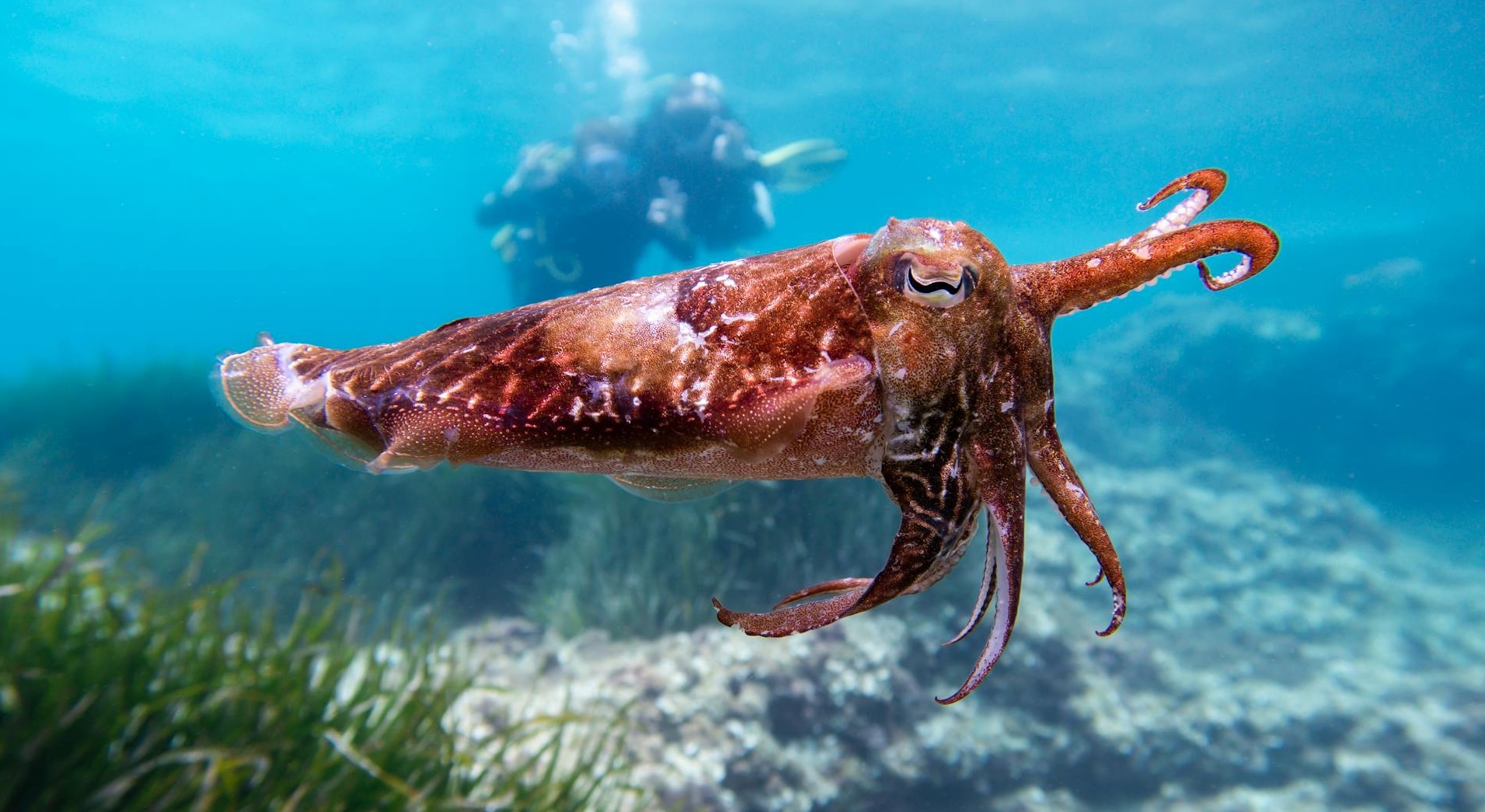 Fun Facts About Cuttlefish