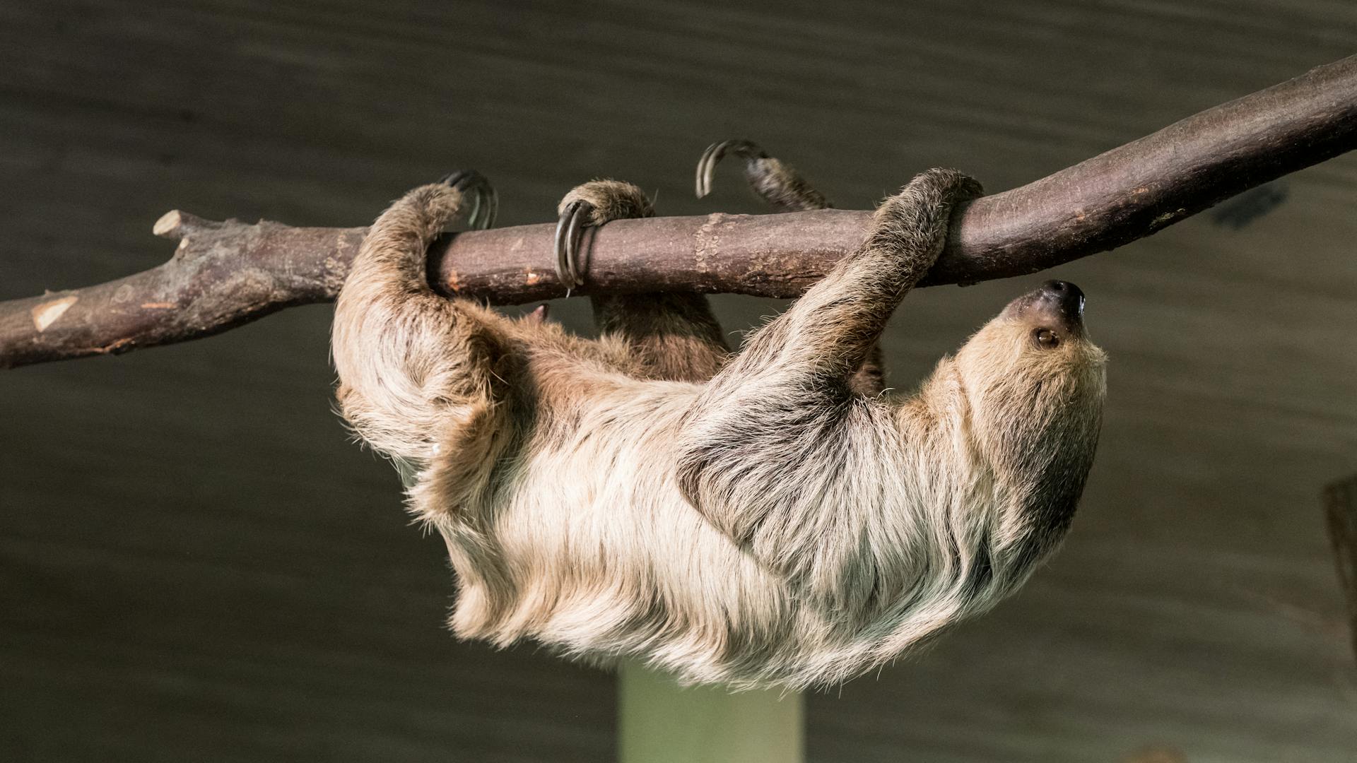 Fun Facts About Sloths