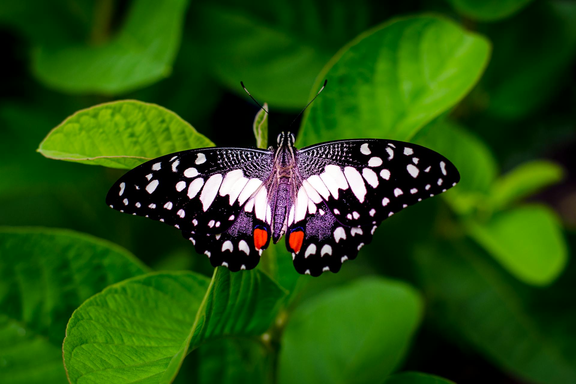 fun facts about butterfly